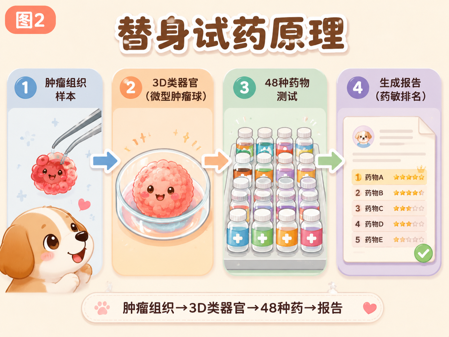 替身试药原理：肿瘤组织→3D类器官→48种药→报告