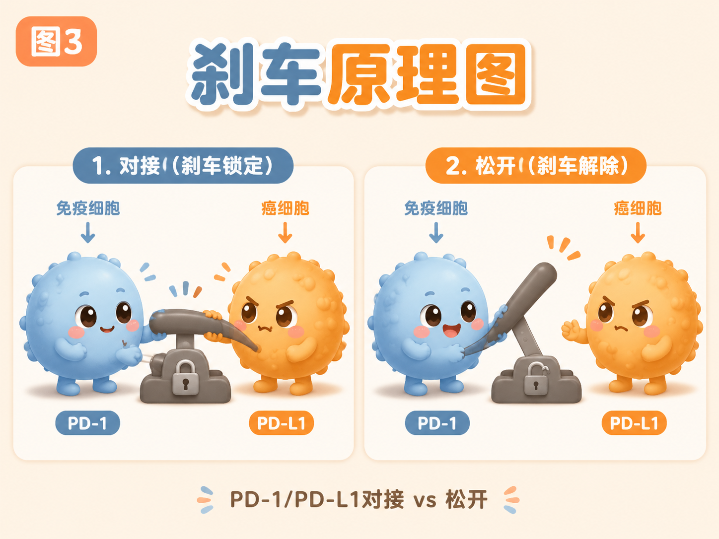 PD-1/PD-L1：踩刹车与松刹车