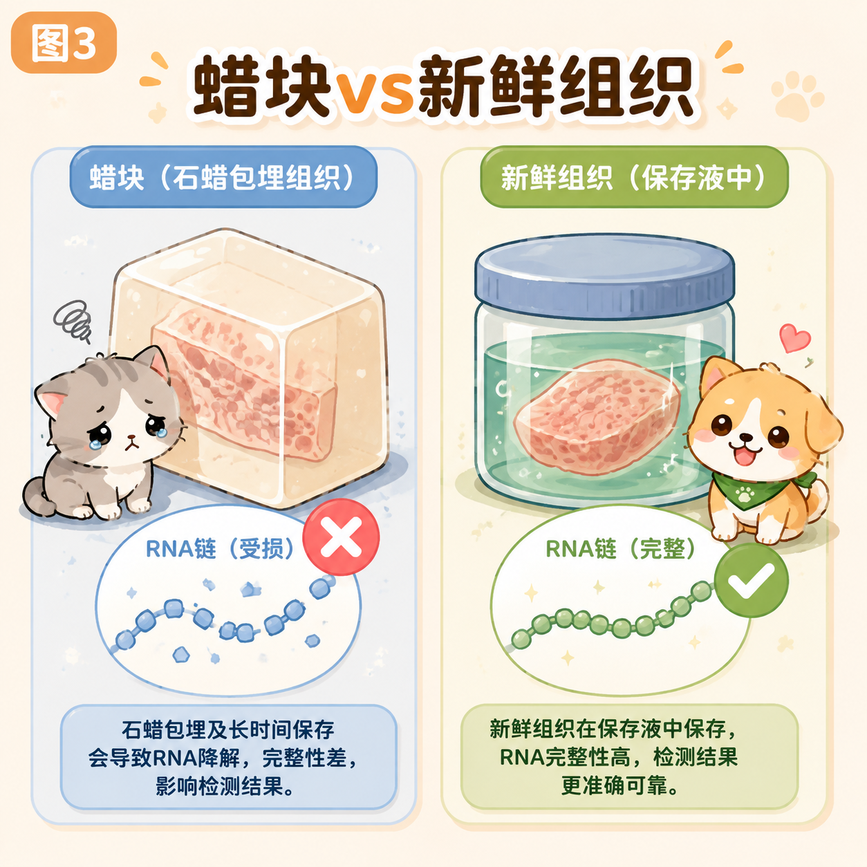 蜡块 vs 新鲜组织
